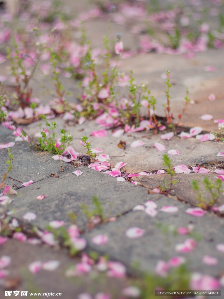 花瓣