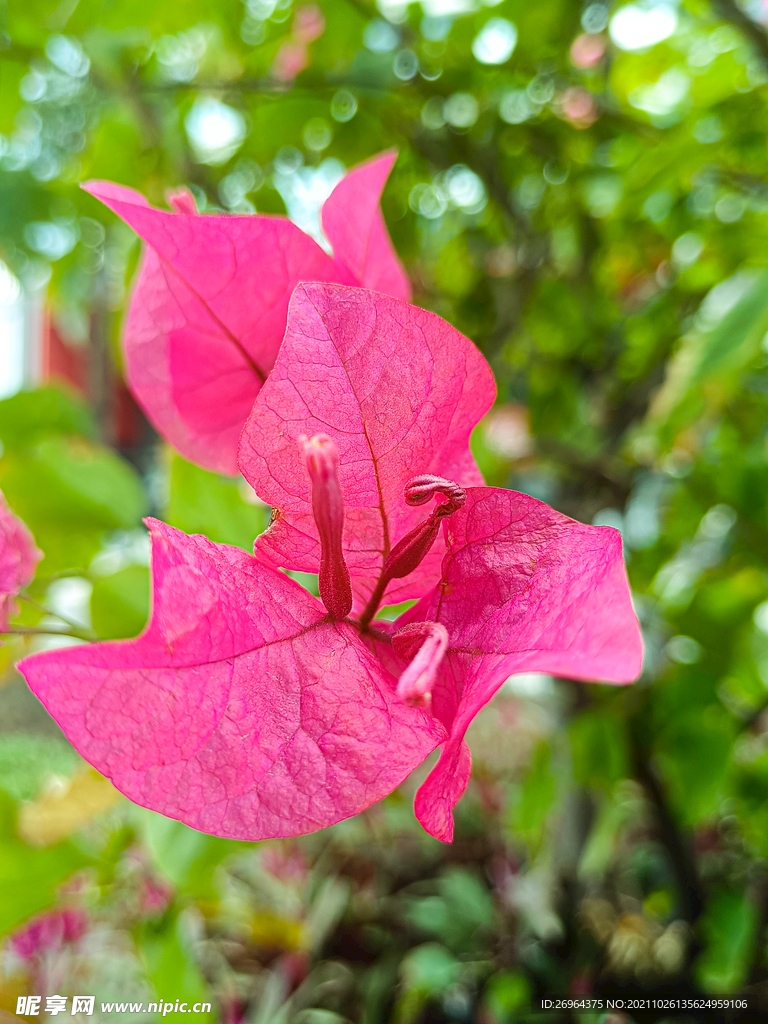 叶子花红花自然