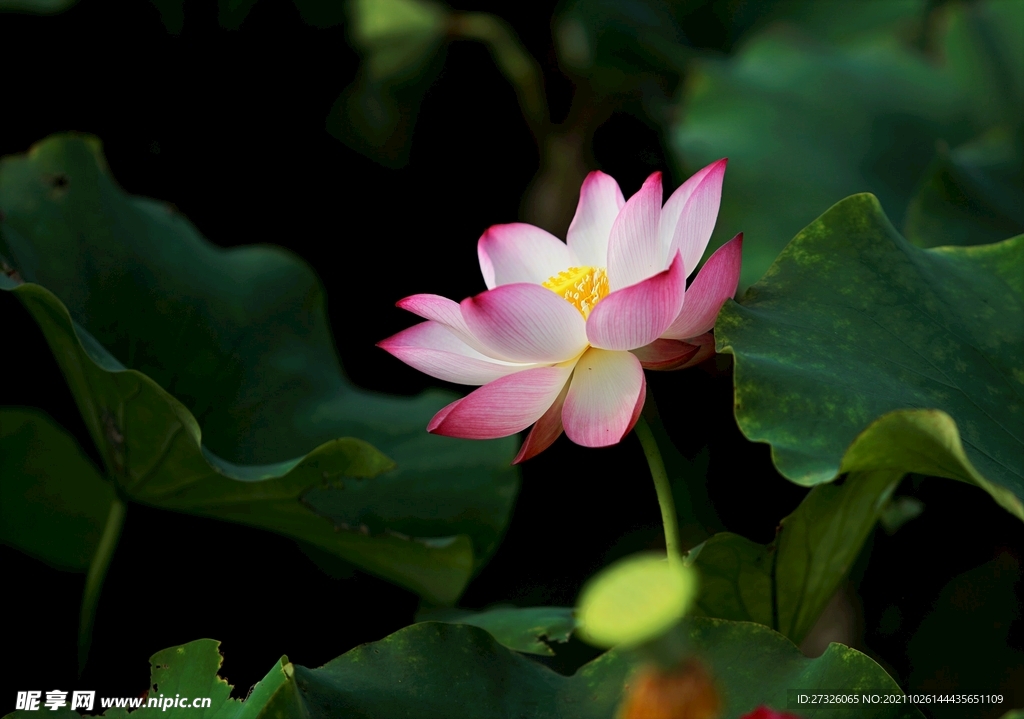 莲花