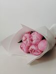 粉色月季花