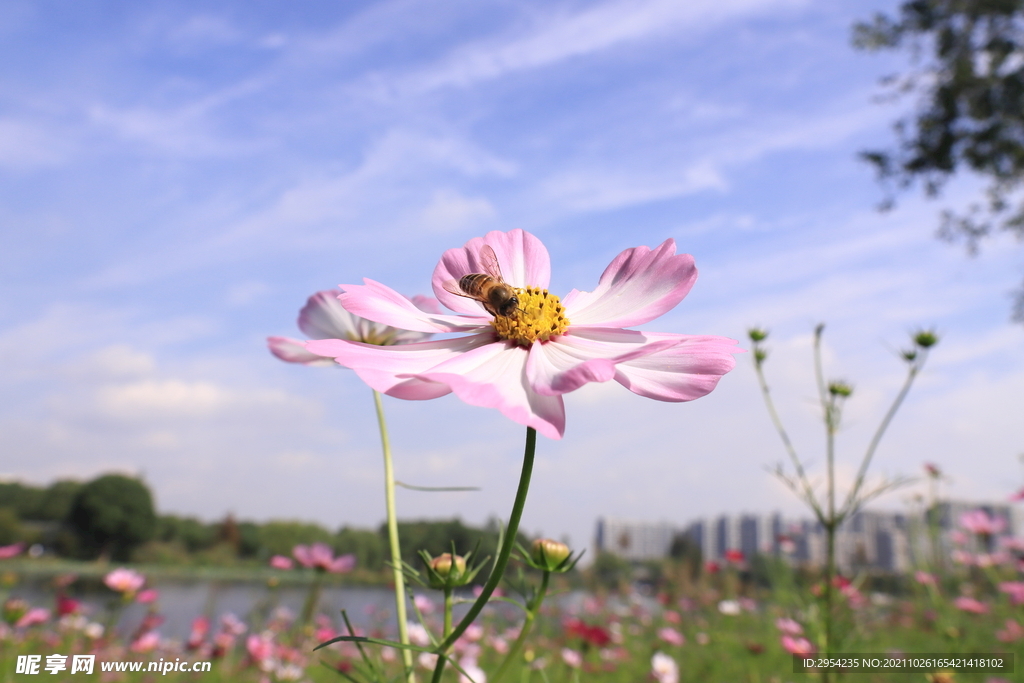 蜜蜂采花