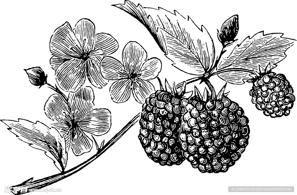 手绘素描水果