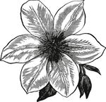 手绘 复古花