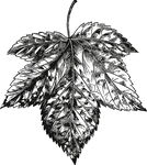 手绘 复古花