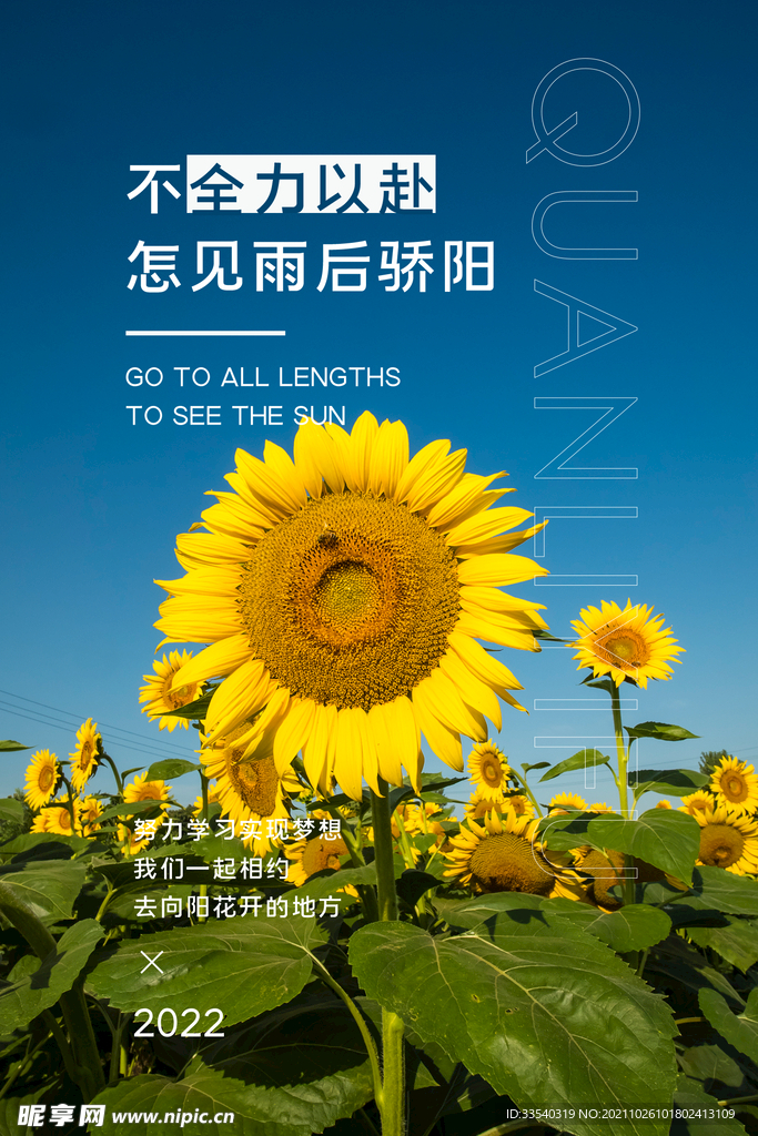向日葵