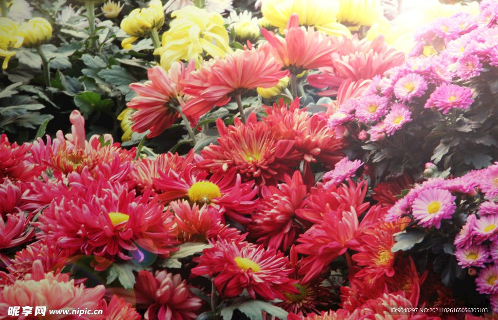 秋日赏菊