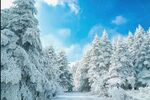 松树林雪景