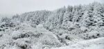松树林雪景