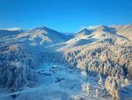 松树林雪景