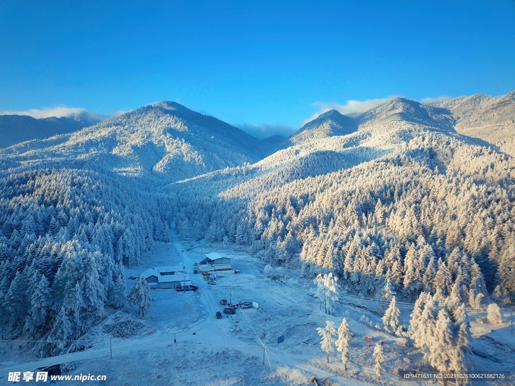 松树林雪景