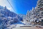 松树林雪景
