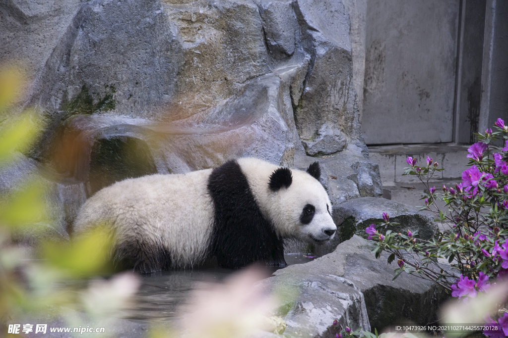 高清大熊猫摄影图片