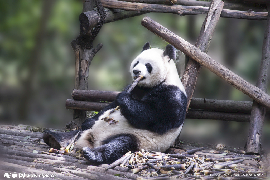 可爱的大熊猫摄影图片