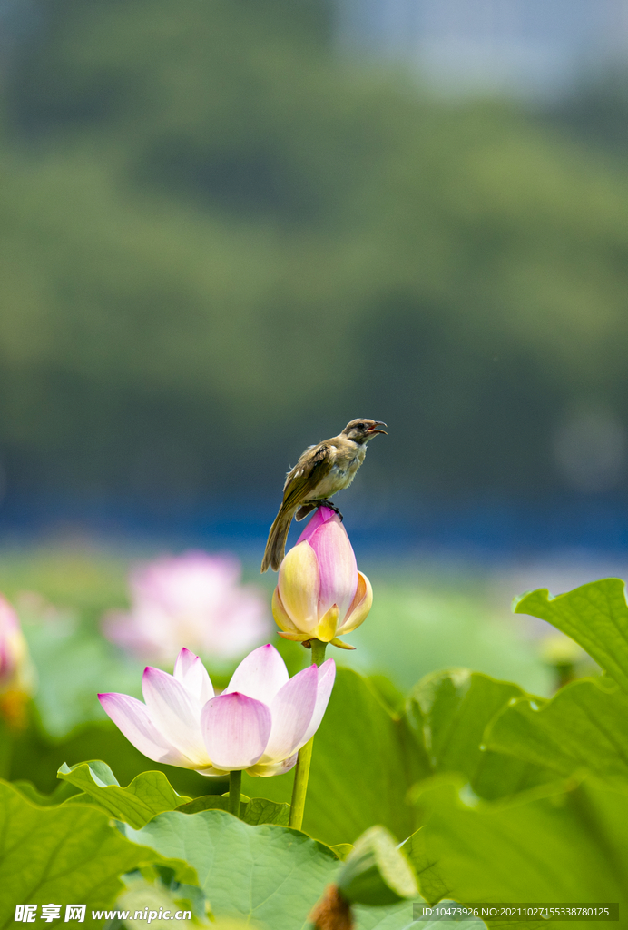 荷花与小鸟 