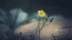 小花