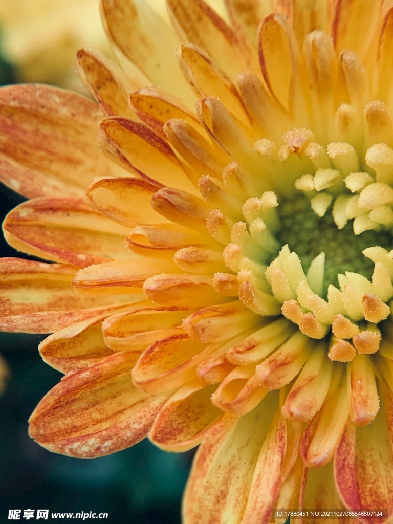 菊花