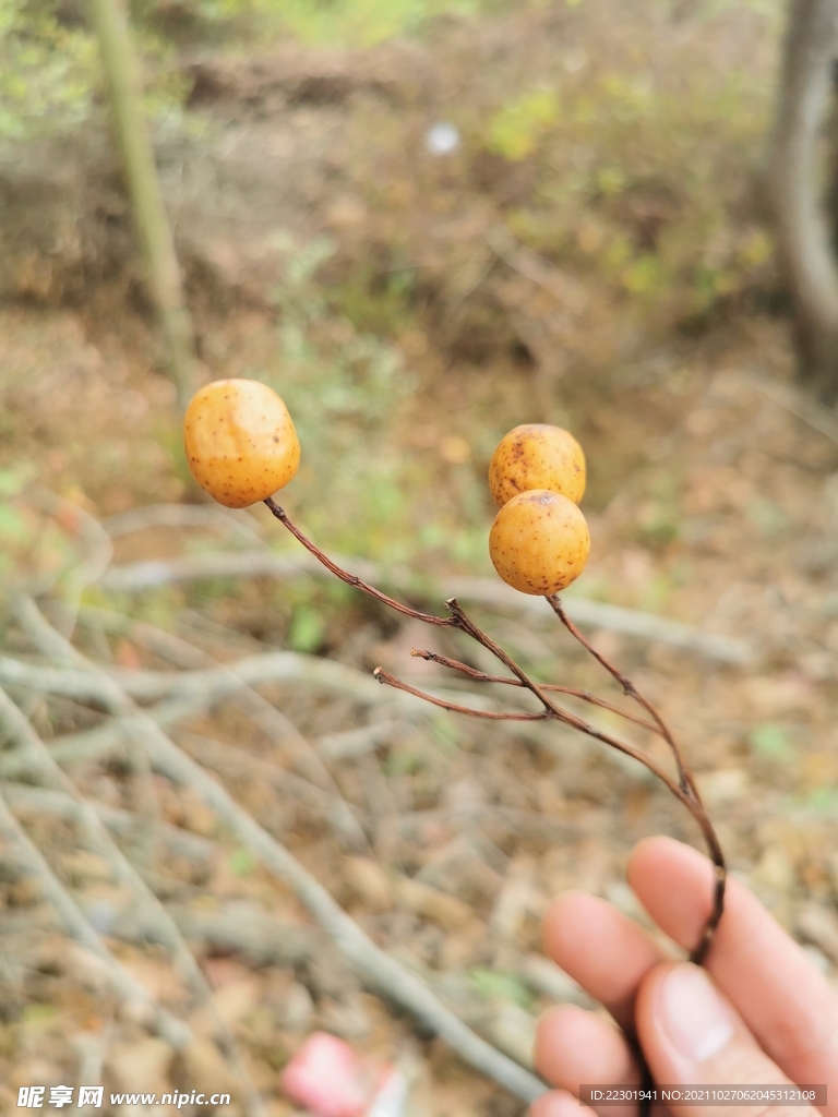 紫花树 