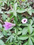牵牛花