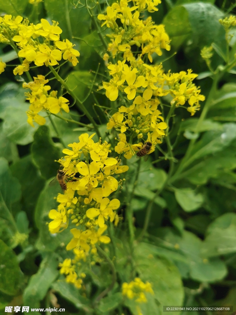 油菜花 