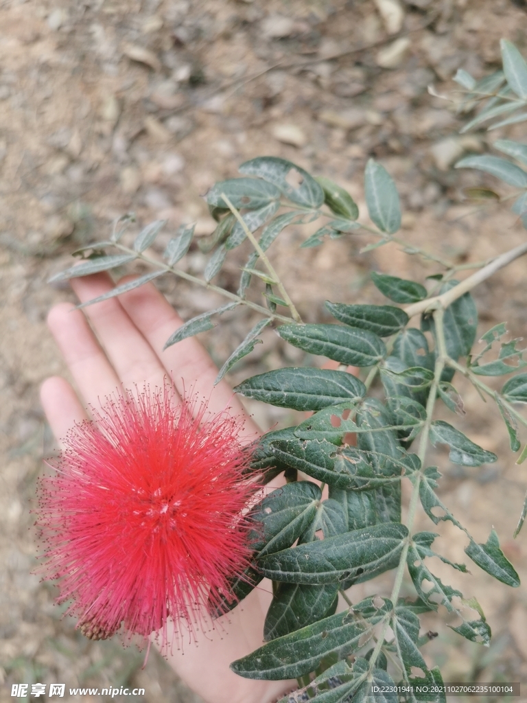 朱缨花 