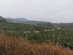 大山 