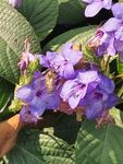 喜花草 