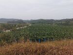 田地