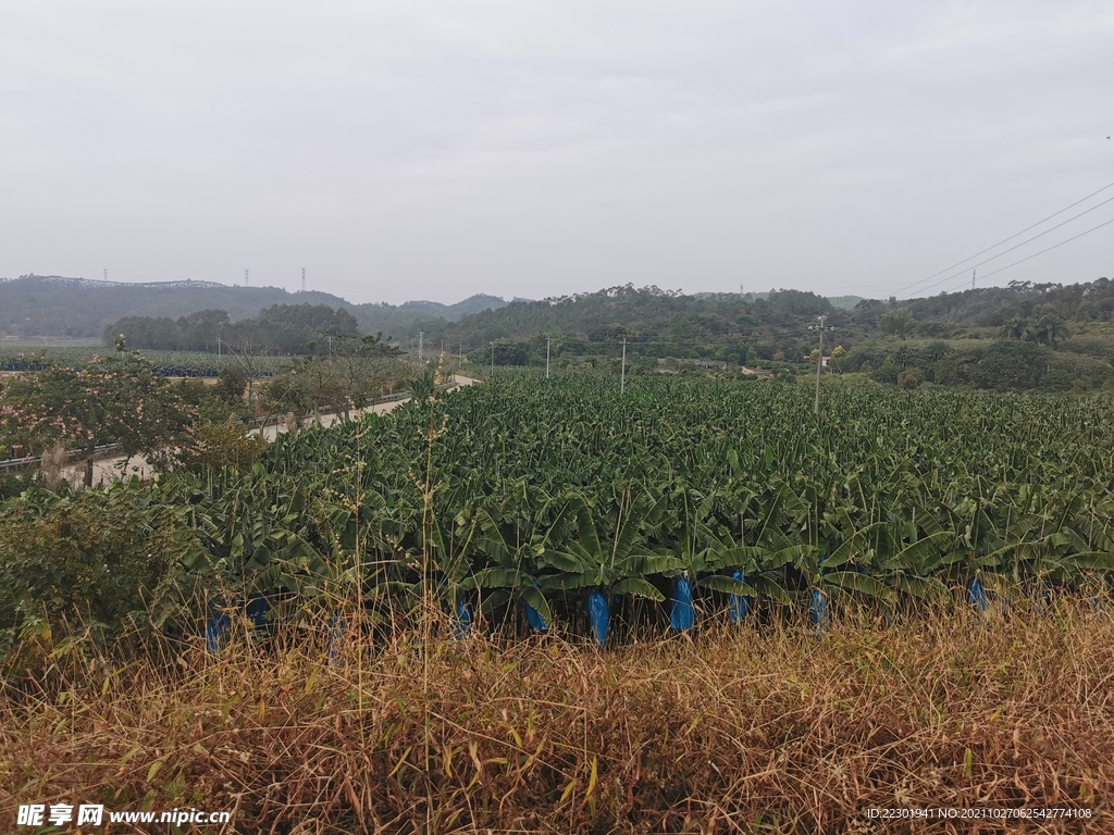 田地