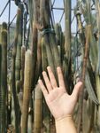 仙人掌 