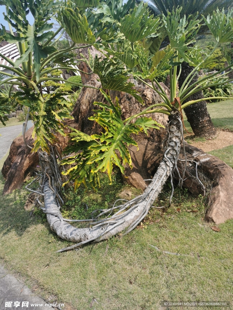 绿化
