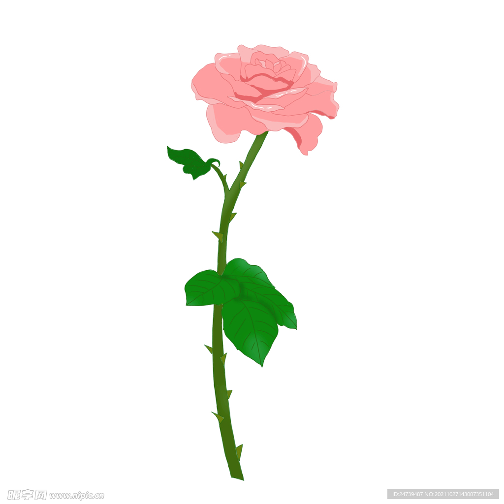 玫瑰花
