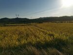 麦田