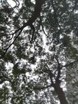 树
