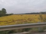 麦田