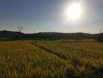 麦田