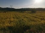 麦田