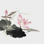 荷花 莲花