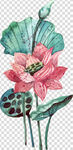 荷花 莲花 