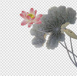 荷花 莲花 