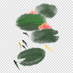 荷花 莲花 