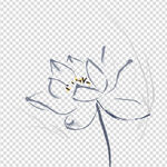 荷花 莲花