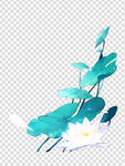 荷花 莲花 