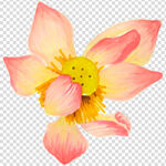 荷花 莲花 