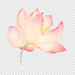 荷花 莲花 