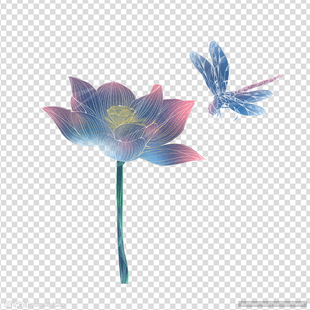 荷花 莲花 