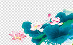 荷花 莲花 