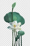 荷花 莲花 