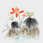 荷花 莲花 