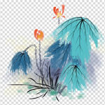 荷花 莲花