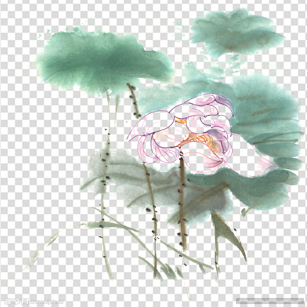 荷花 莲花 